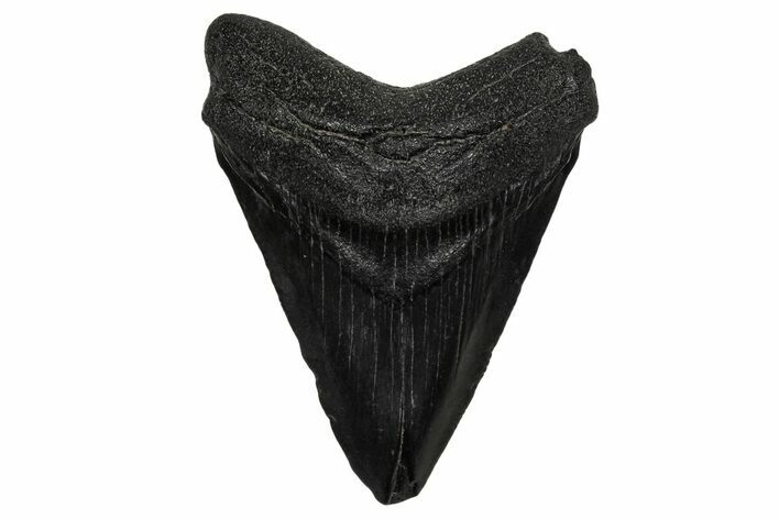 Juvenile Megalodon Tooth - South Carolina #340423